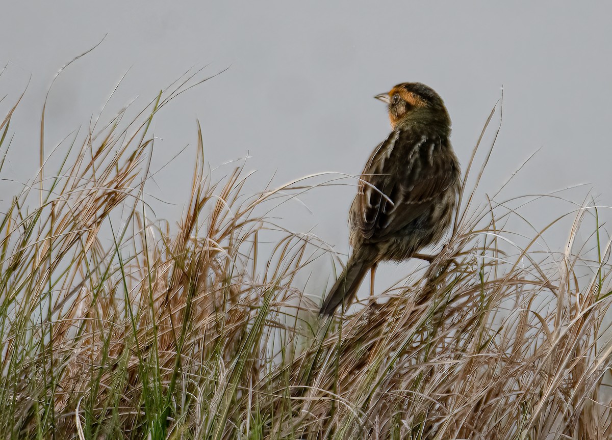 Saltmarsh Sparrow - ML620064179