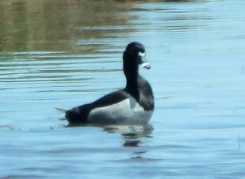 Ring-necked Duck - ML620064181