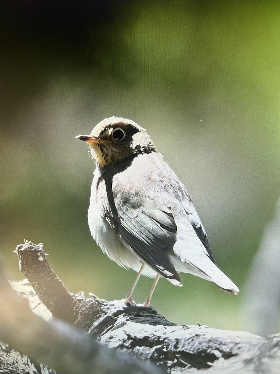 Swainson's Thrush - ML620064197