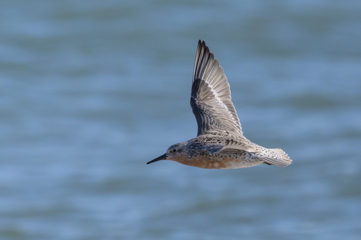 Red Knot - ML620064198