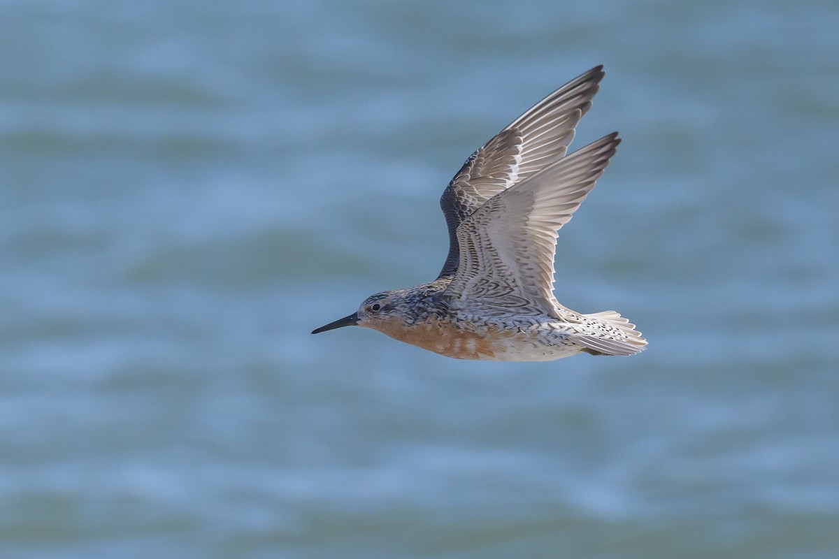 Red Knot - ML620064201