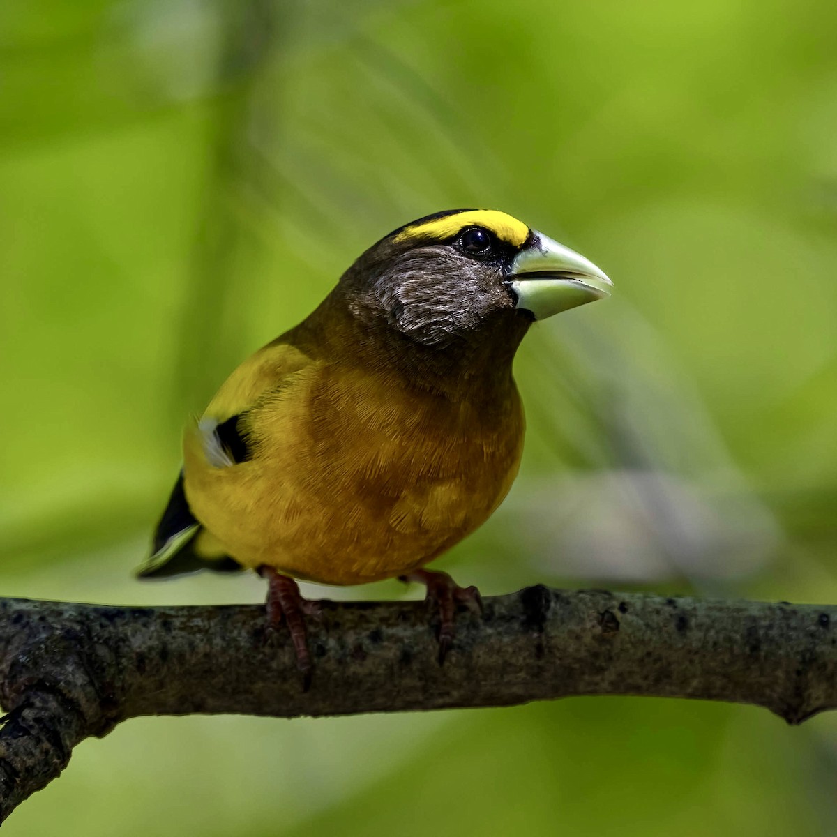 Evening Grosbeak - ML620064203