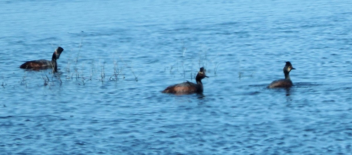 Eared Grebe - ML620064207