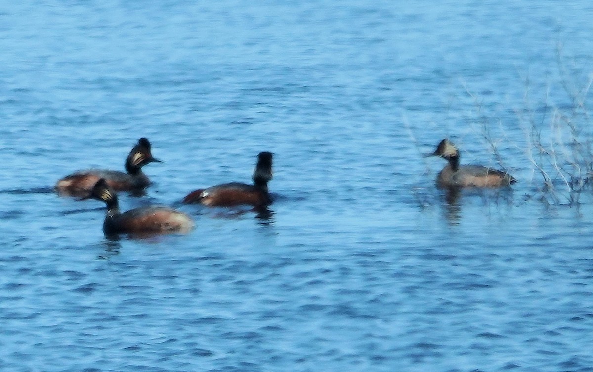 Eared Grebe - ML620064209