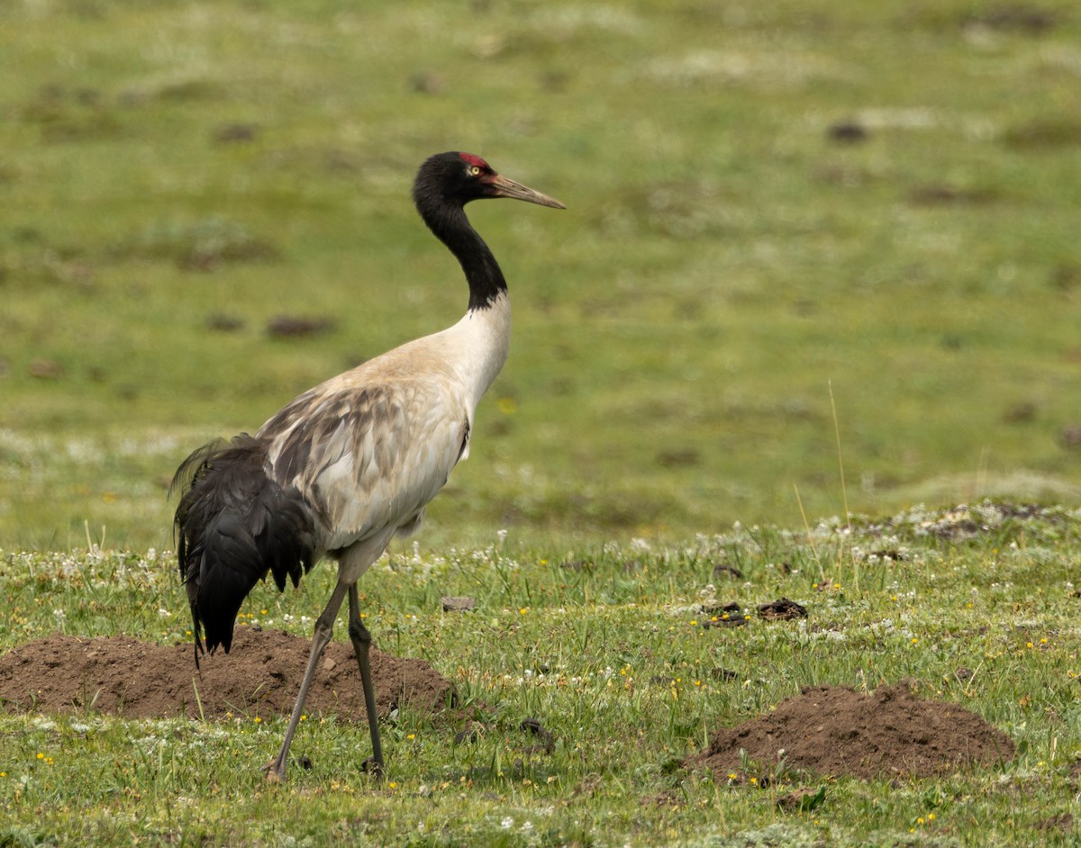 Black-necked Crane - ML620064212