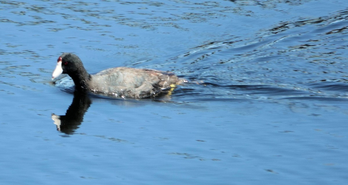 American Coot - ML620064222