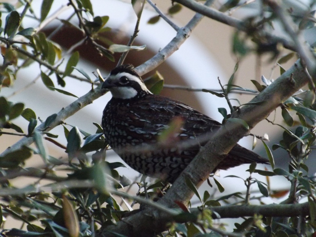 Northern Bobwhite - Sean C