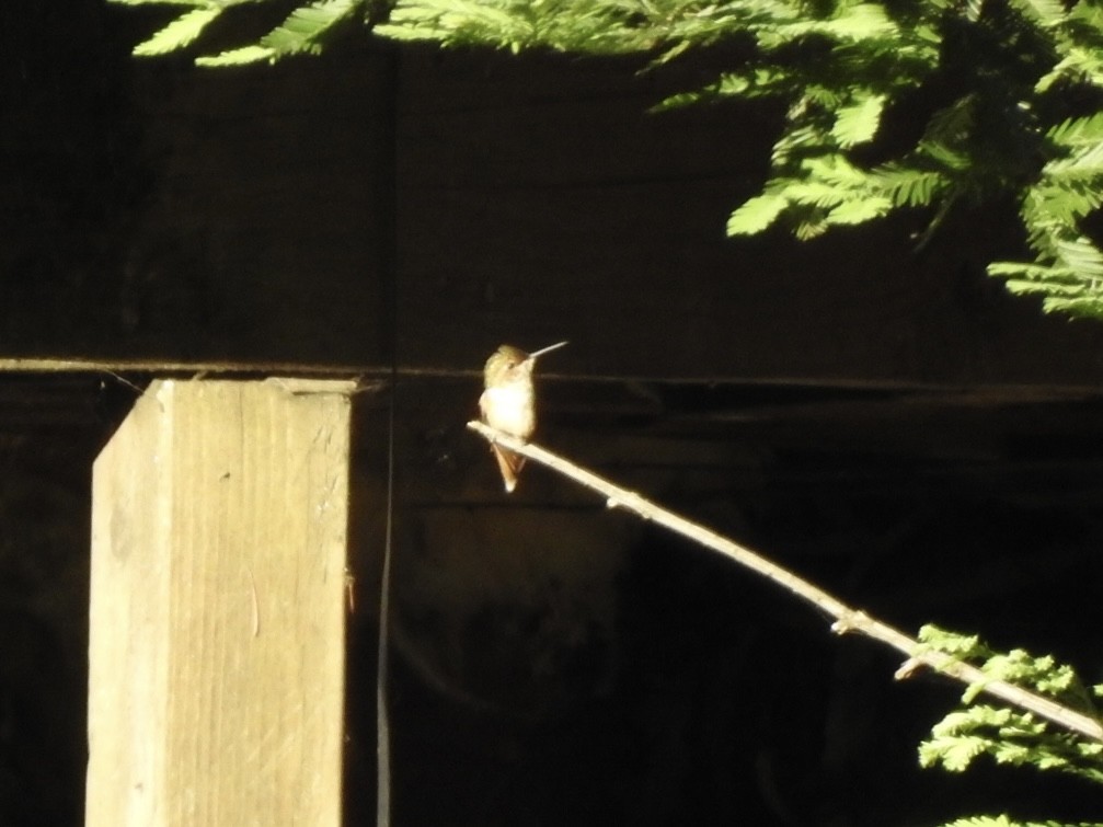 Allen's Hummingbird - ML620064239