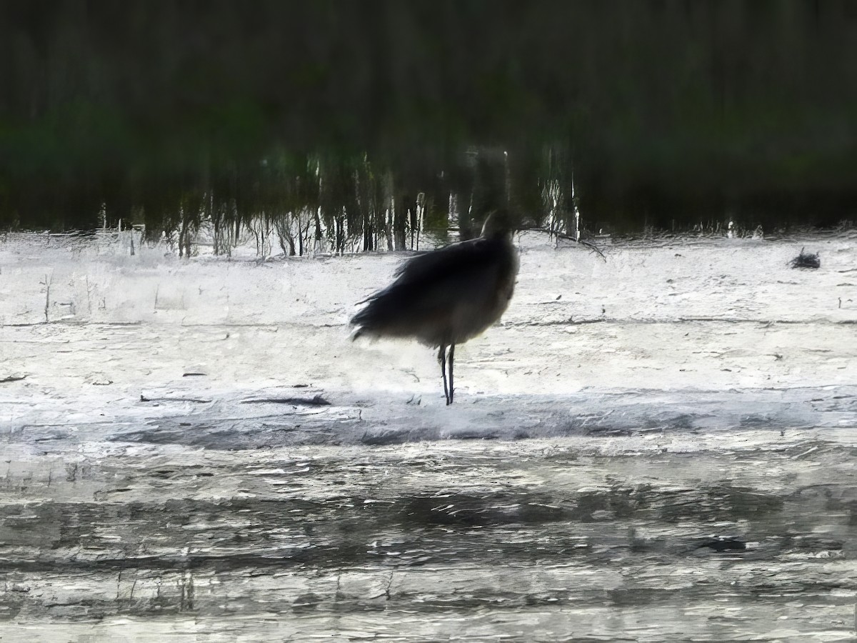 Long-billed Curlew - ML620064257