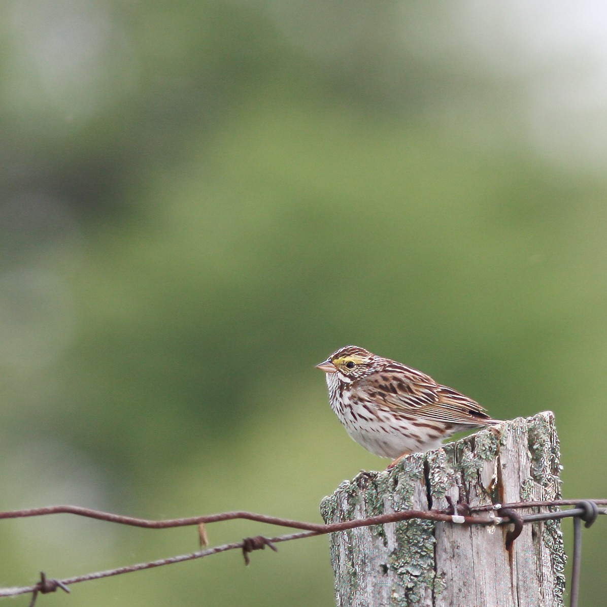 Savannah Sparrow - ML620064258
