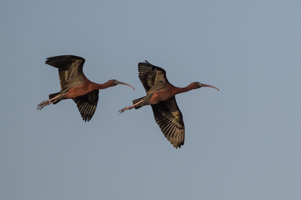 ibis hnědý - ML620064271