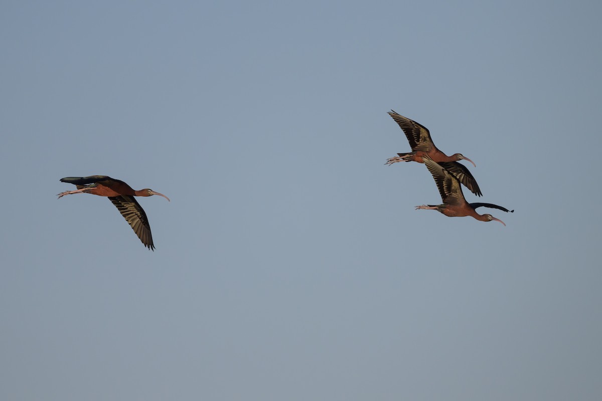 ibis hnědý - ML620064272