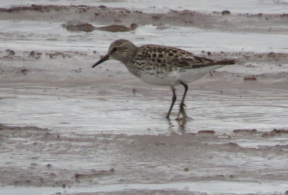 White-rumped Sandpiper - ML620064277