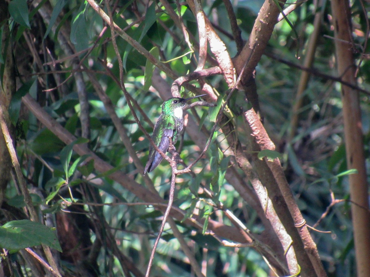 Ak Boğazlı Kolibri - ML620064290