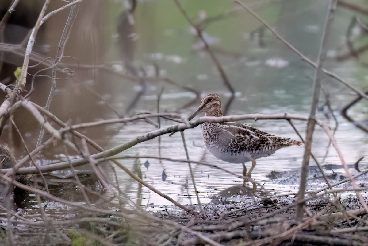 Wilson's Snipe - ML620064297