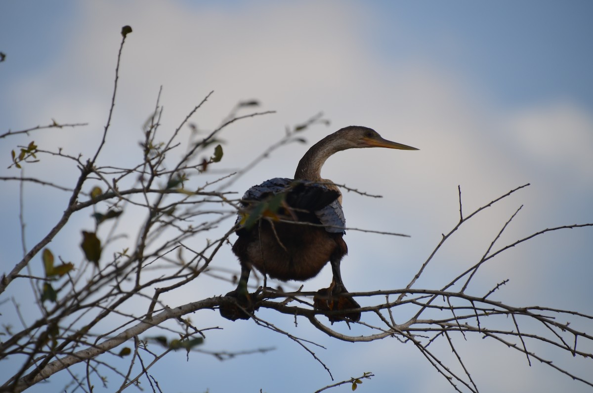 anhinga americká - ML620064300