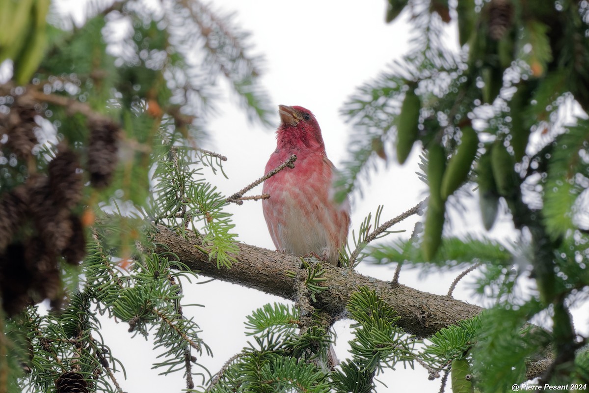 Purple Finch - ML620064303