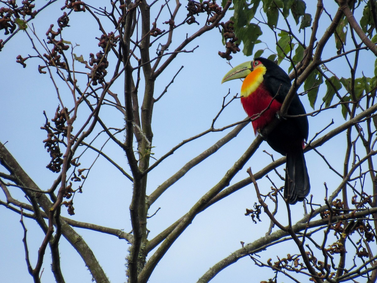 Red-breasted Toucan - ML620064309