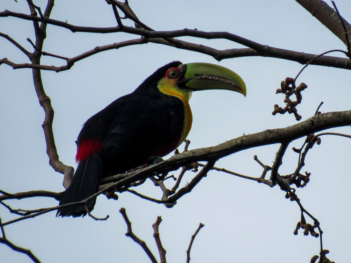 Red-breasted Toucan - ML620064310