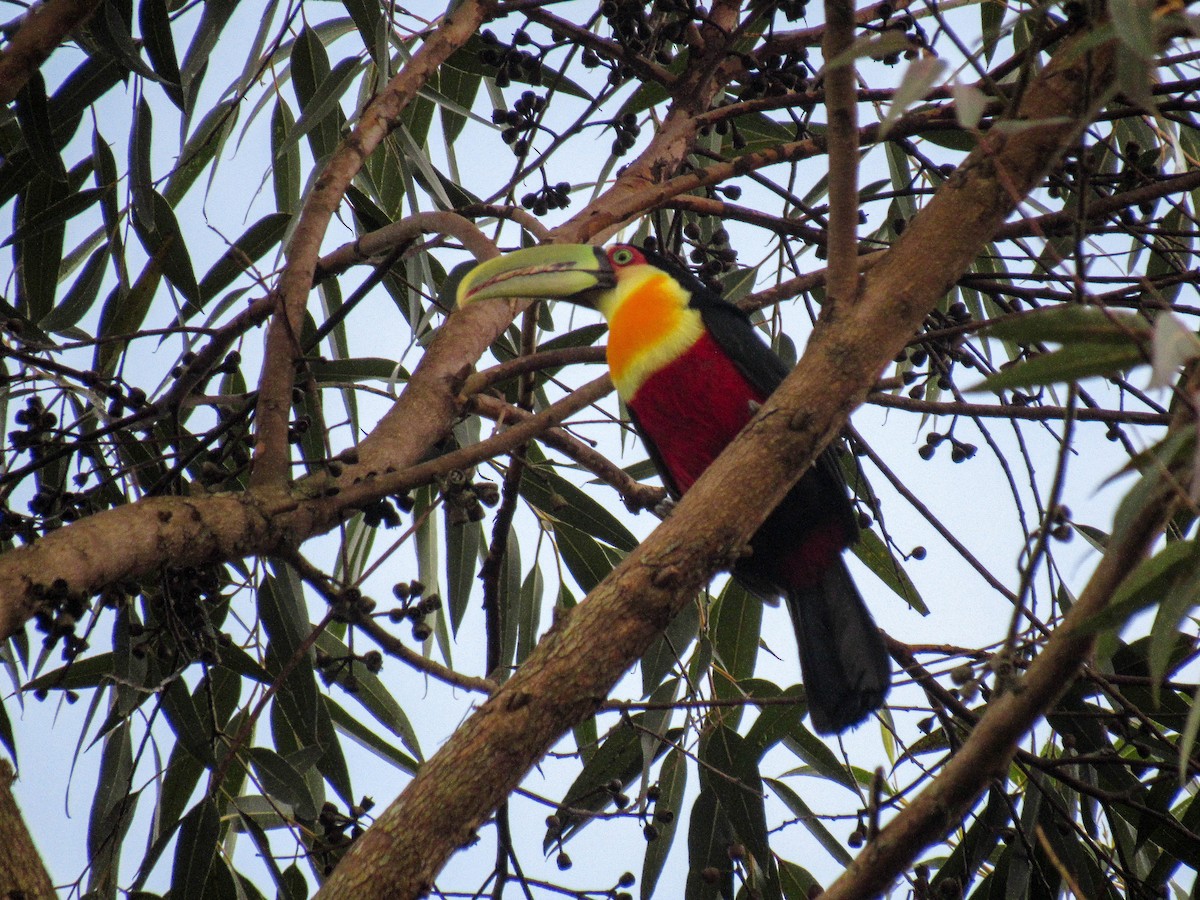 Red-breasted Toucan - ML620064311