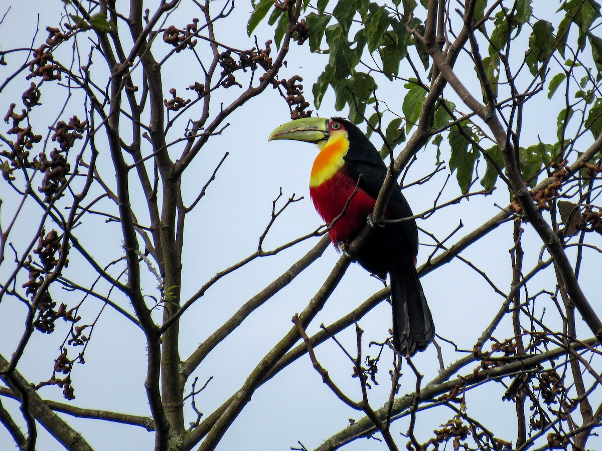 Red-breasted Toucan - ML620064312
