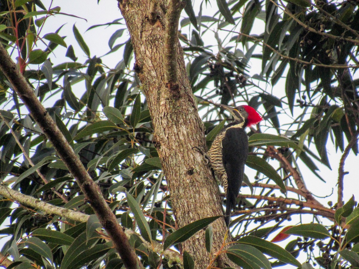 Lineated Woodpecker - ML620064316