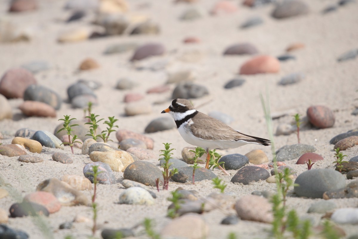 Common Ringed Plover - ML620064321