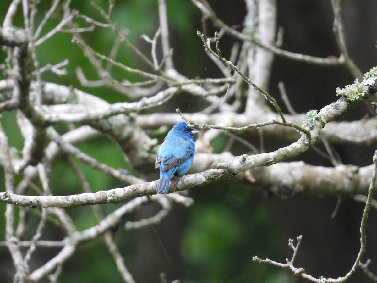 Indigo Bunting - ML620064322