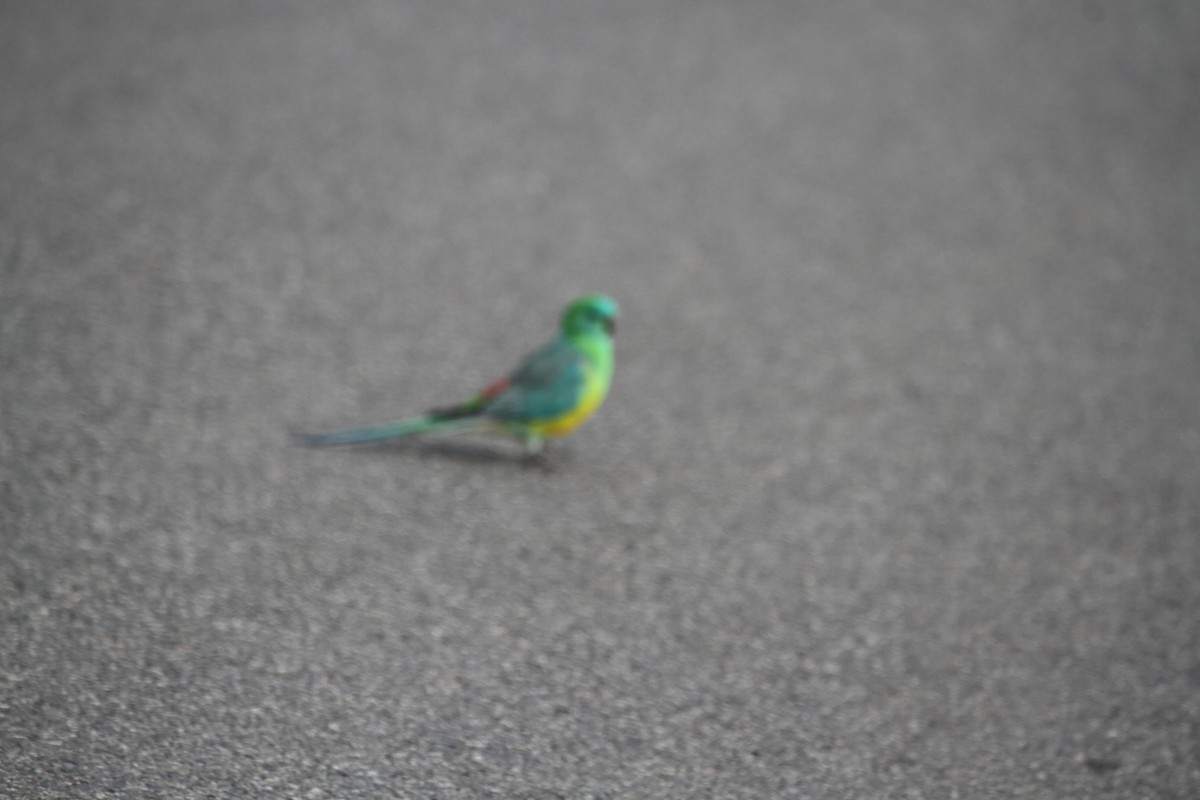 Red-rumped Parrot - ML620064351