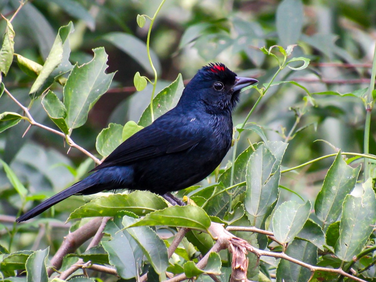 Ruby-crowned Tanager - ML620064362