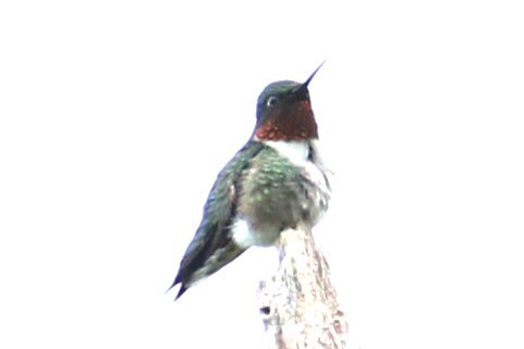 Ruby-throated Hummingbird - ML620064363