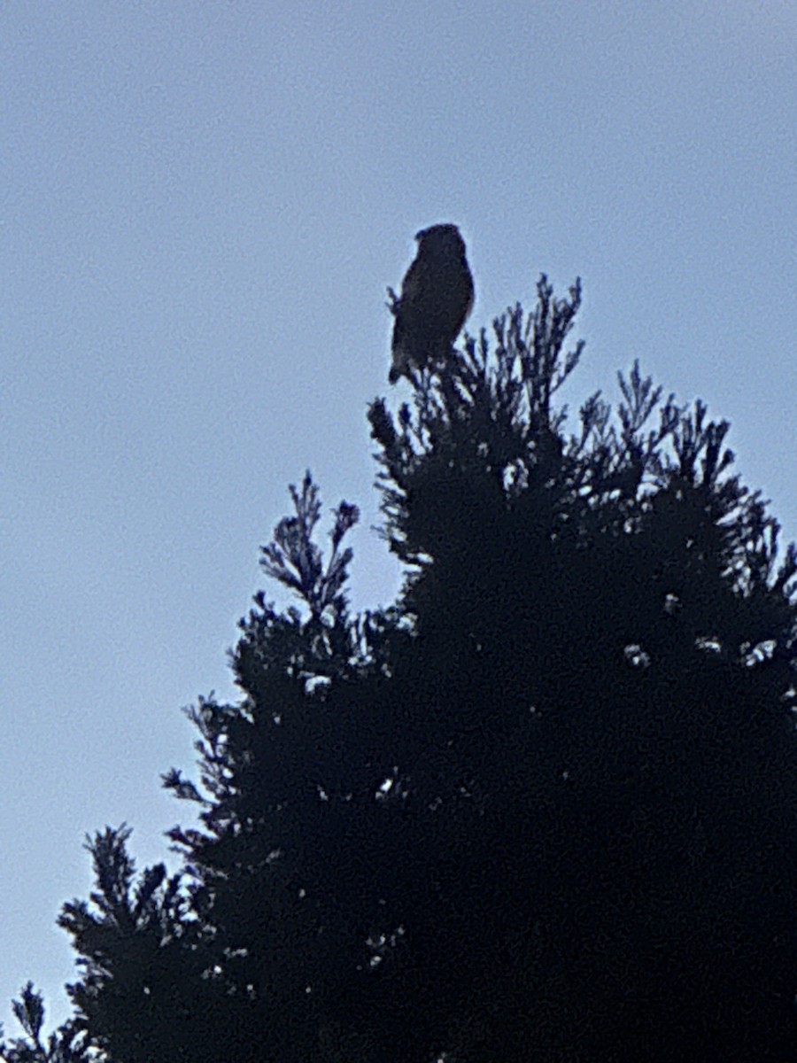 Great Horned Owl - ML620064372