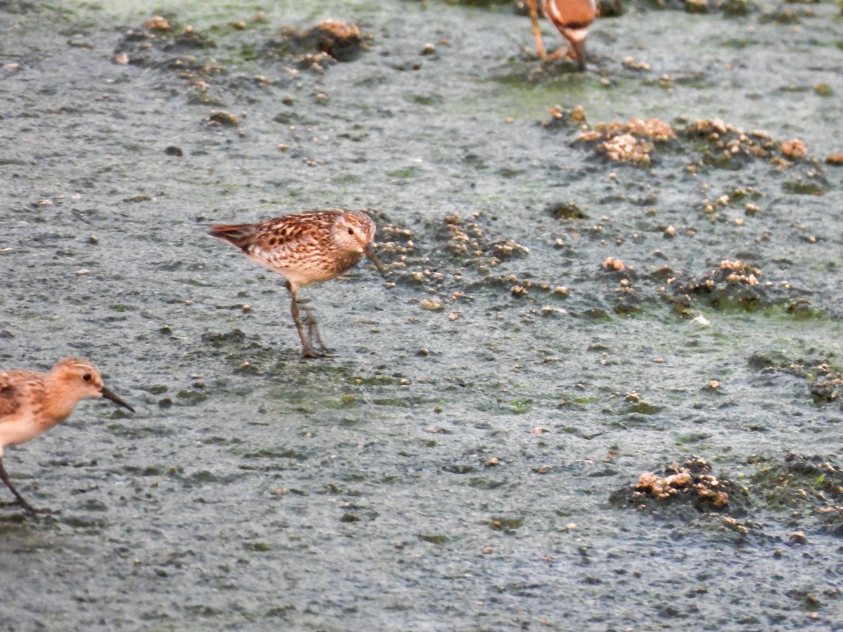 Baird's Sandpiper - Charles Trent