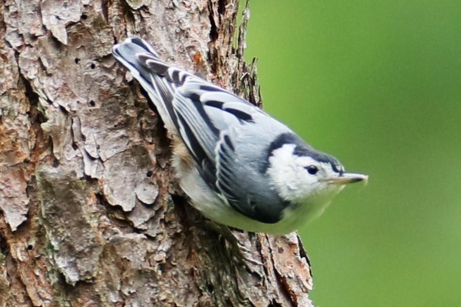 White-breasted Nuthatch - ML620064380