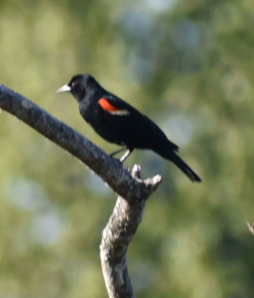 Red-winged Blackbird - ML620064427