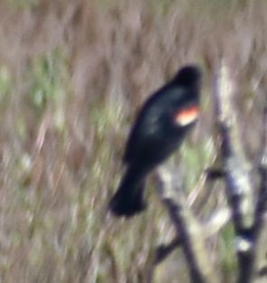 Red-winged Blackbird - ML620064428