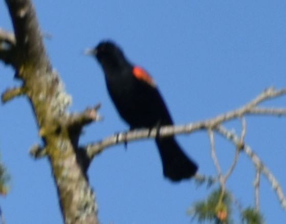 Red-winged Blackbird - ML620064429