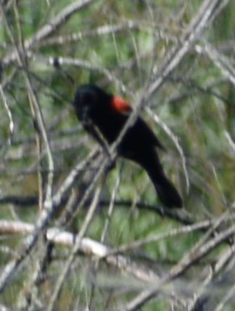 Red-winged Blackbird - ML620064430