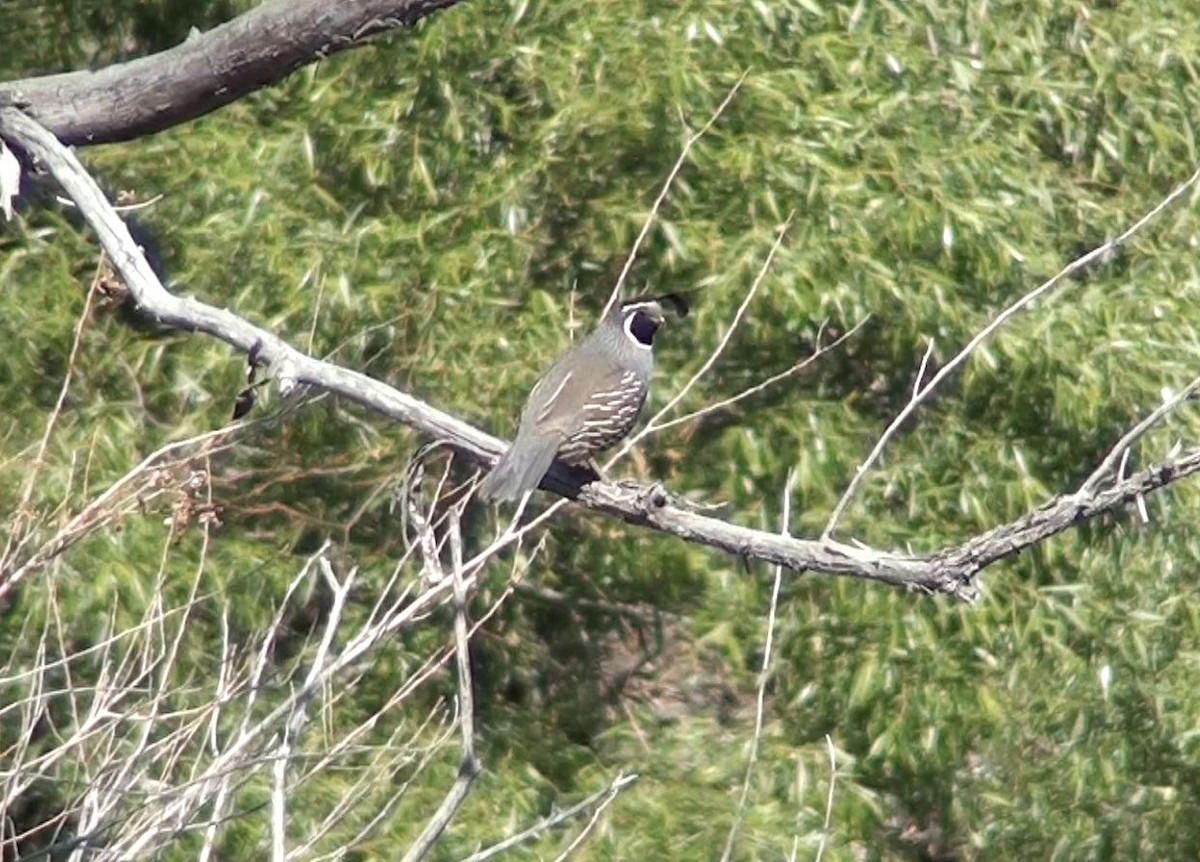 California Quail - ML620064439