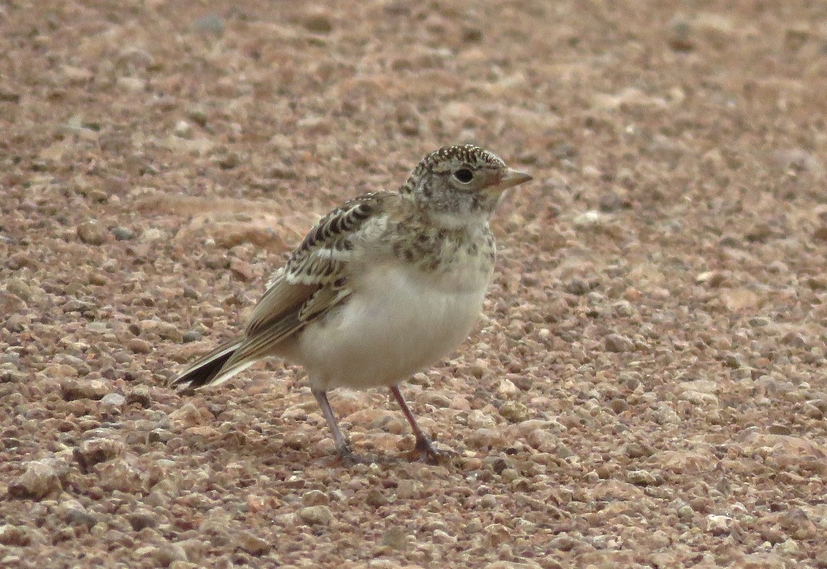 Horned Lark - ML620064444