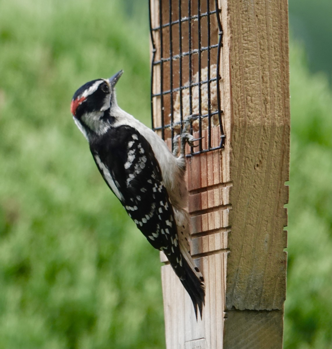 Downy Woodpecker - ML620064448
