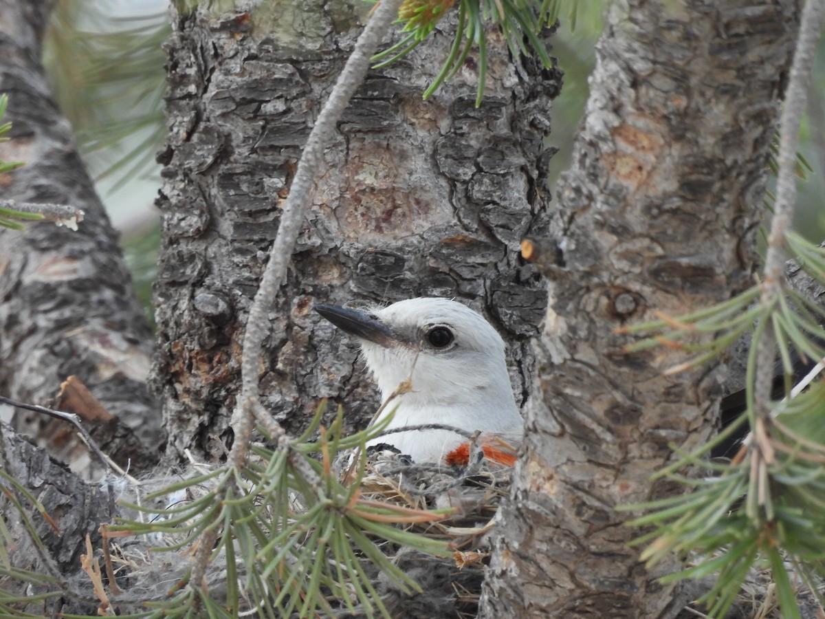 Scissor-tailed Flycatcher - ML620064450