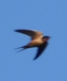 Barn Swallow - ML620064459