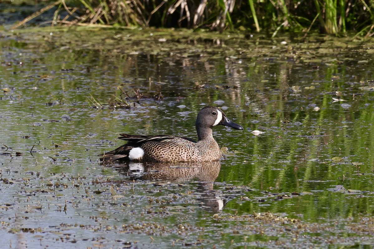 Blue-winged Teal - ML620064471