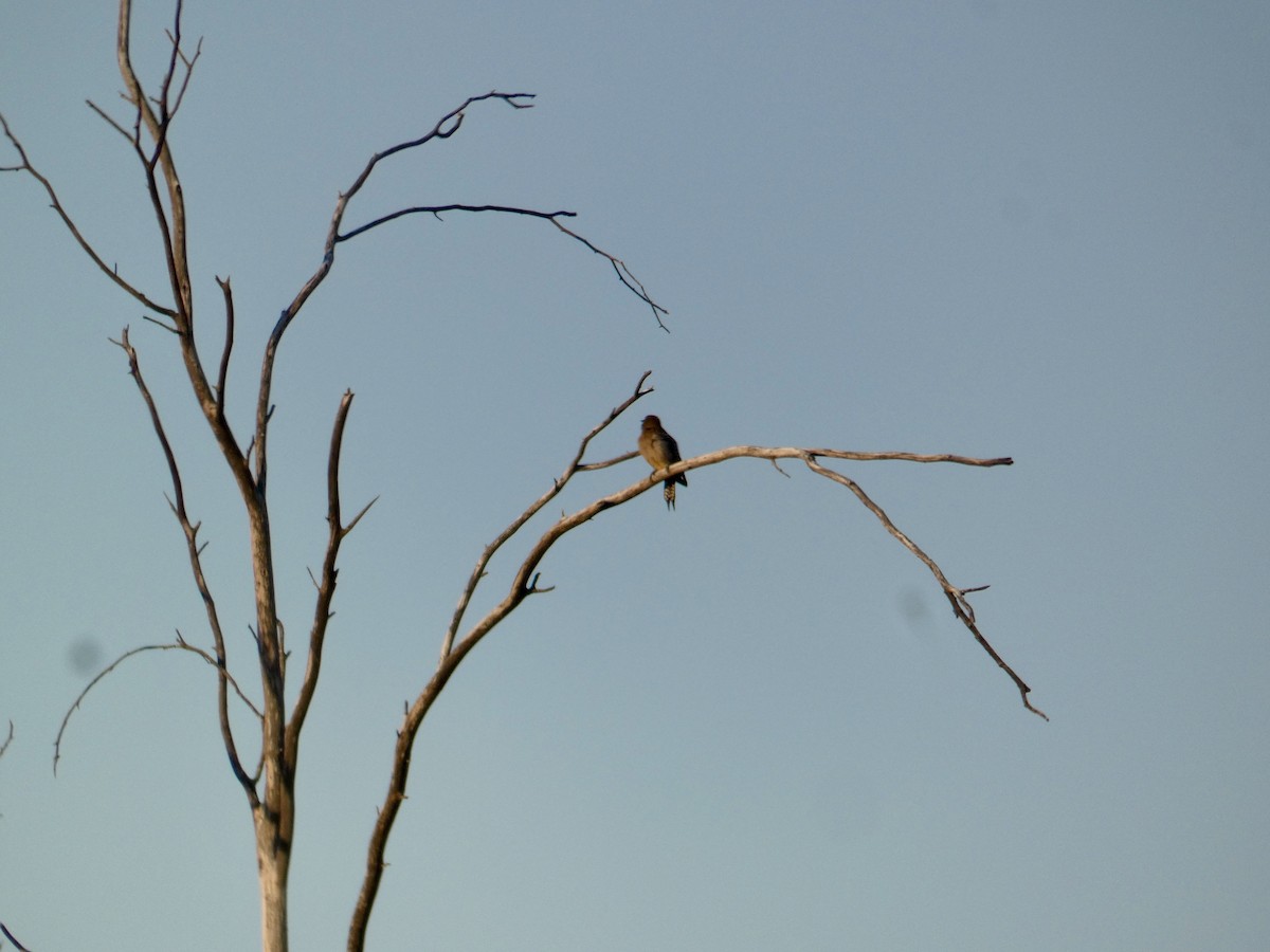 Gila Woodpecker - ML620064477