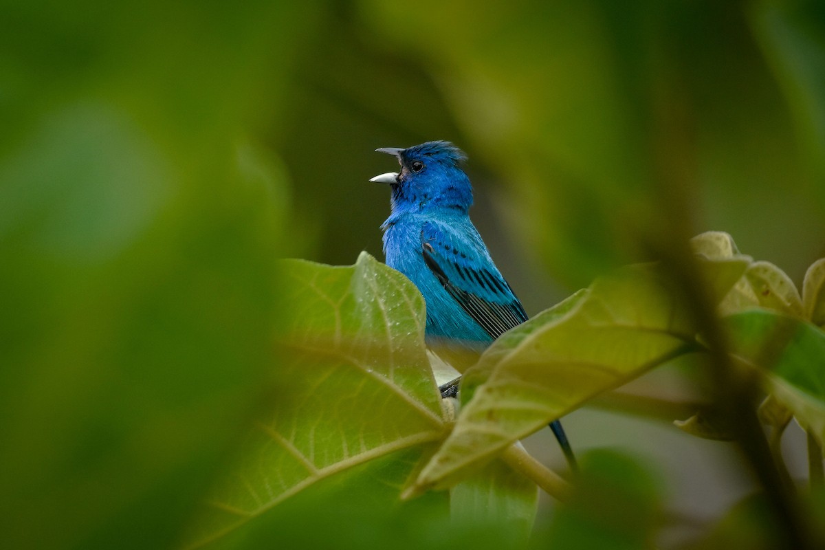 Indigo Bunting - ML620064498