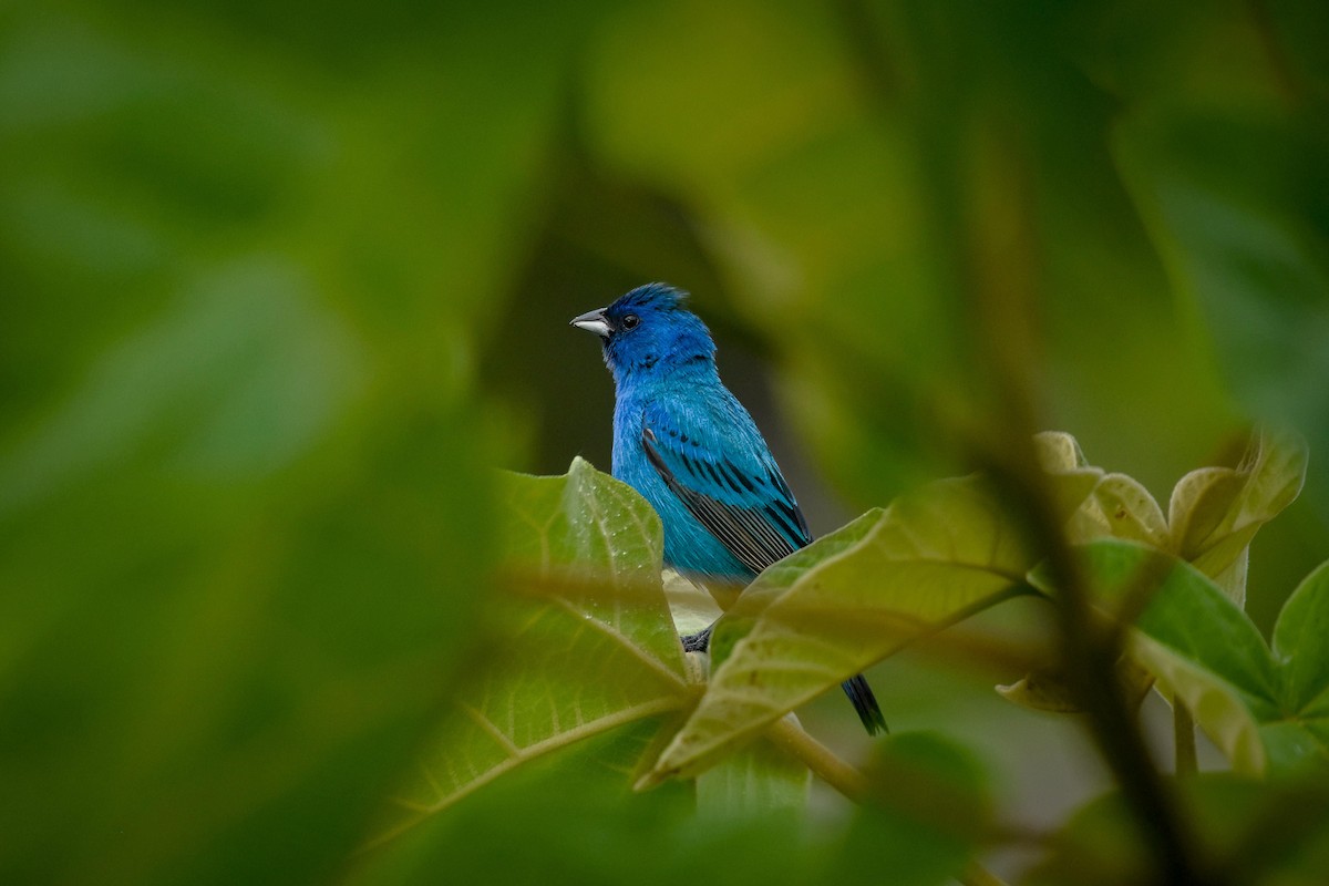 Indigo Bunting - ML620064499