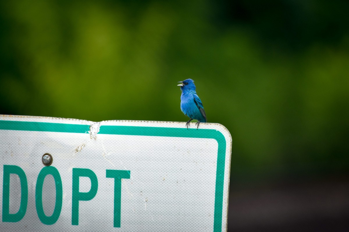 Indigo Bunting - ML620064501