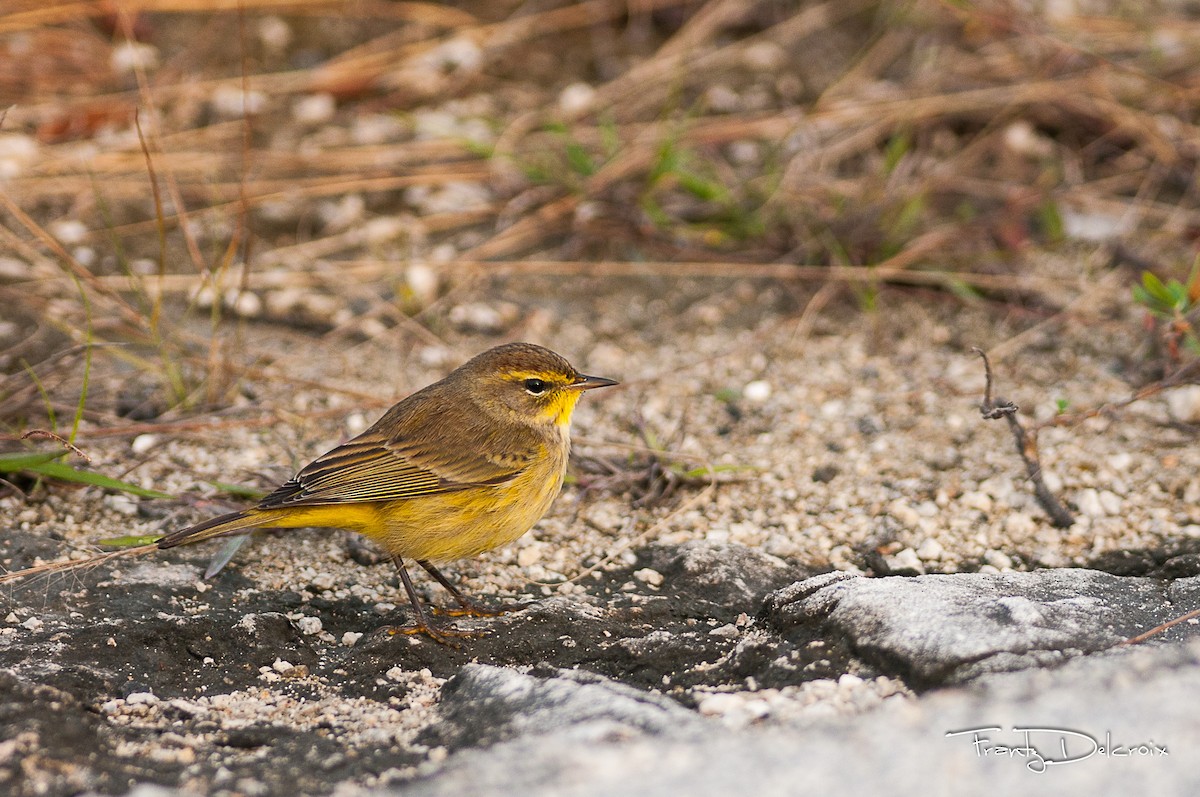 Palm Warbler - ML62006451