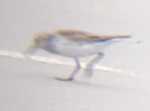 White-rumped Sandpiper - ML620064511